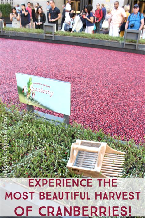 Experience the Amazing History of Cranberry Harvest for Yourself ...