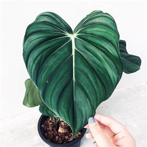 Philodendron Fanatic on Instagram: "Salivating over the shape/color ...