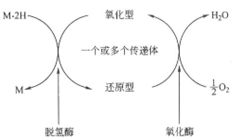 生物氧化解读生命化学挂云帆