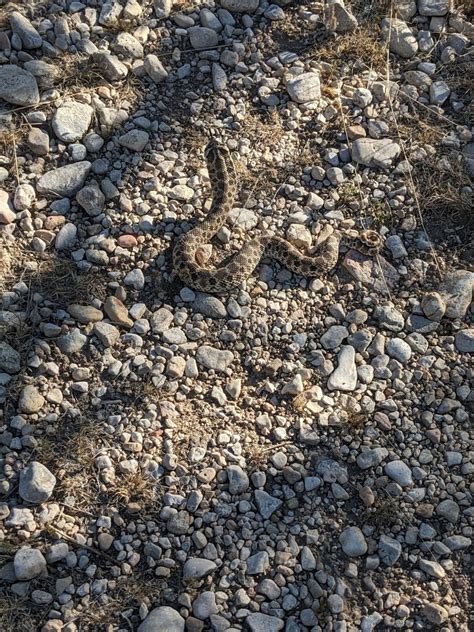 Mexican Hognose Snake From Carlsbad NM 88220 USA On May 19 2023 At