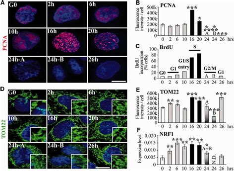 Mitochondrial Biogenesis During The Cell Cycle A D Reconstructed