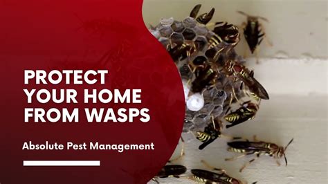 Protect Your Home From Wasps Absolute Pest Management Austin Texas Youtube