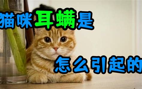 猫咪耳螨是怎么引起的哔哩哔哩bilibili