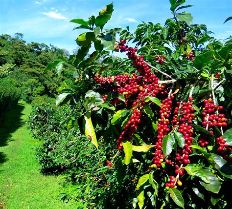 Relieve Physical Fatigue and Increase Mental Alertness Drinking Coffee ...