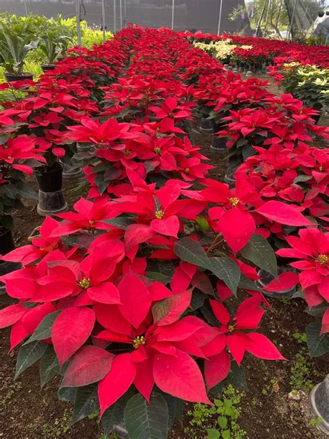 LOS CUIDADOS DE LA FLOR DE NOCHEBUENA | Representación AGRICULTURA ...