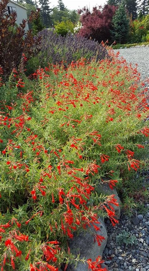 14 Drought Tolerant Perennials That Can Survive Tough Summers Artofit