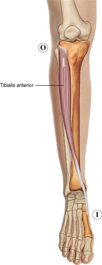 Muscles Of The Leg And Foot Musculoskeletal Key