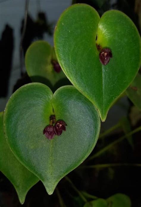 Cultivo De Orquideas Acronia Alma Del Bosque