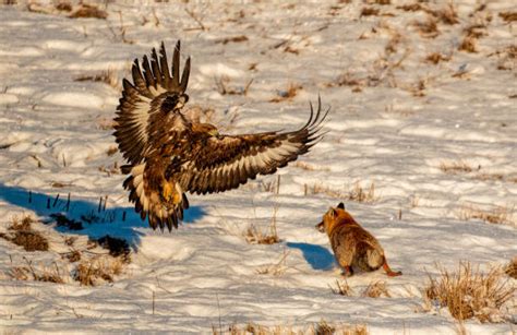 Adler Jagd - Bilder und Stockfotos - iStock