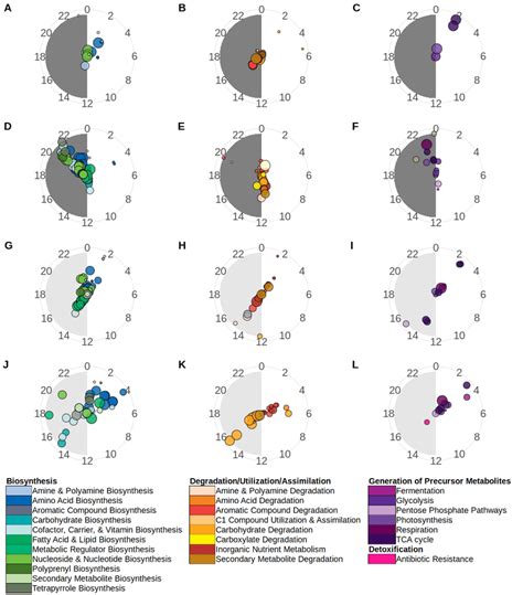 Polar Plots Showing Peak Relative Abundance Of Significantly Rhythmic