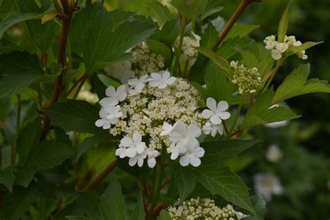 Bailey Compact American Cranberrybush