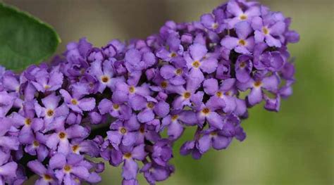 24 Purple Flowering Shrubs (With Pictures) – Identification Guide