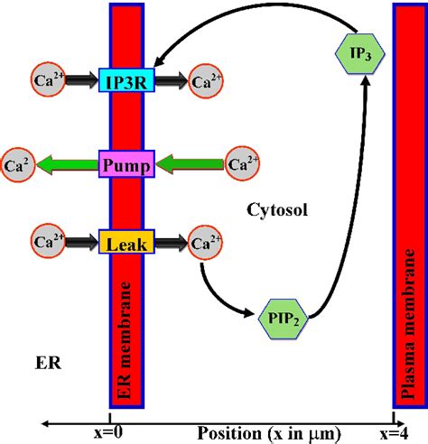 The Mechanism Of Calcium Ca 2 And Ip 3 Dynamics In A Cardiac