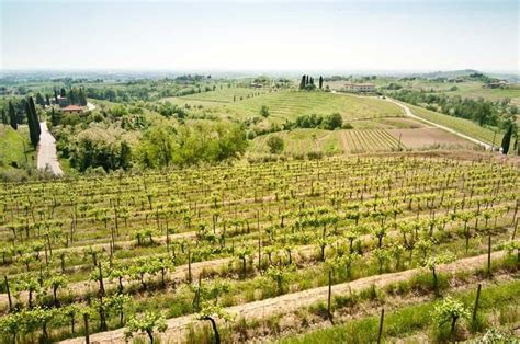 Collio: One of the Most Unique White Wine Regions