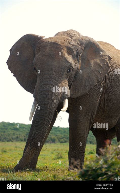 huge elephant bull Stock Photo - Alamy