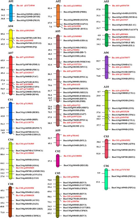 Genomic Distribution Of Salt Stress Associated Genes In Brassica Napus