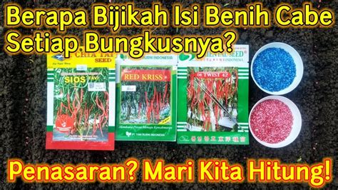 Perlu Diketahui Petani Jumlah Biji Benih Cabe Merah Keriting Or Twist