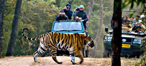 Wildlife Tours to India- Discover Real Wildlife of India