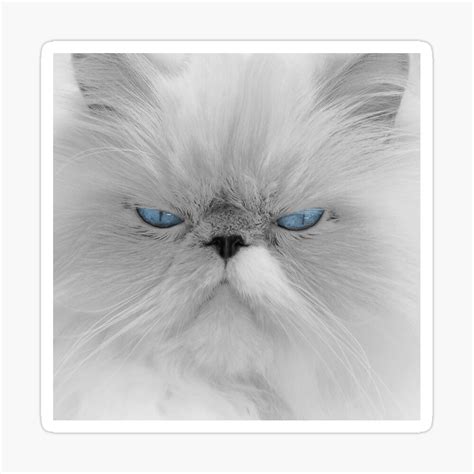 Angry Persian Cat | ubicaciondepersonas.cdmx.gob.mx