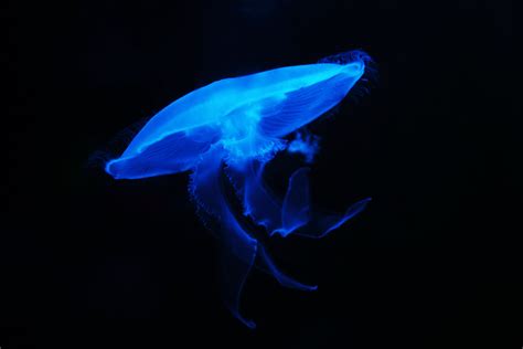 Free Images : nature, glowing, animal, dark, underwater, swim, peaceful