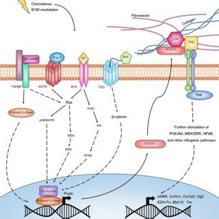 Periostin In Cardiovascular Disease And Development A Tale Of Two