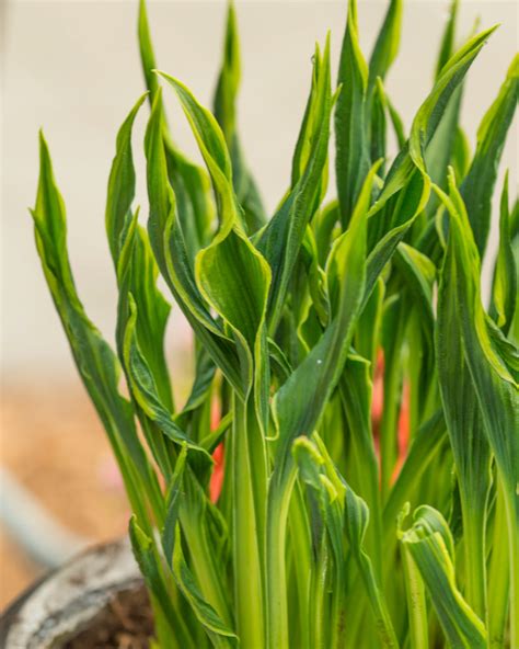 Hosta 'Hands Up' bare roots — Buy plantain lilies online at Farmer Gracy UK