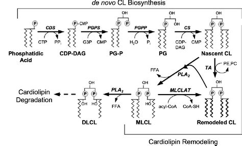 Figure From Role Of Cardiolipin Alterations In Mitochondrial