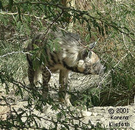 Photos of Striped Hyenas!