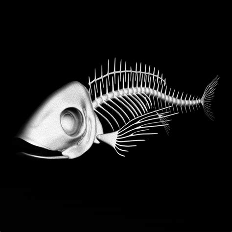 Fish Skeleton 3d Model 12 Blend Obj Free3d