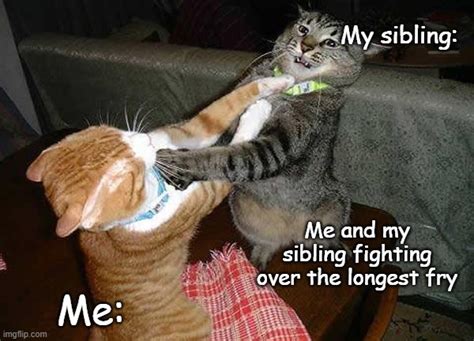 Two Cats Fighting For Real Memes Imgflip