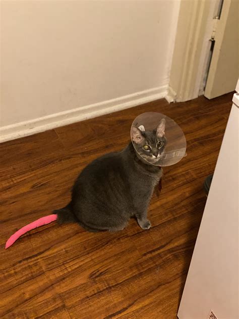 What a cat tail cast looks like : r/cats