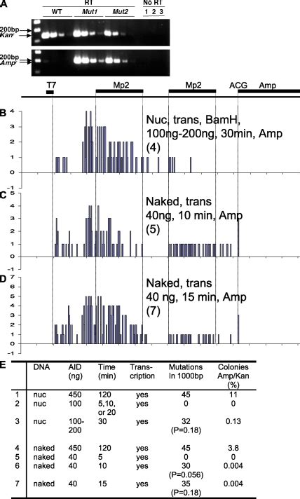 PKMP2 Derived Transcripts And Mutations Of The Ampr Gene In Plasmids