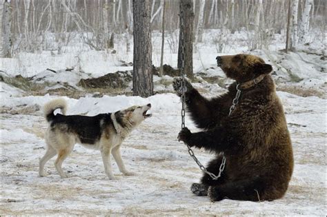 Dramatic Pictures Show How Dogs Are Trained To Hunt As They Attack