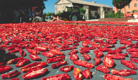 Sun Drying Food – How to Get Started - Farmhouse Guide