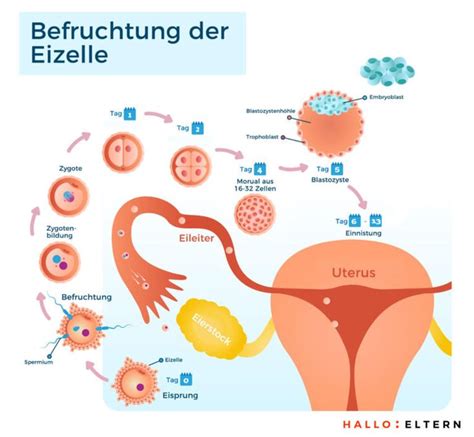 4 SSW Schwangerschaftswoche 4 im Überblick Biology projects