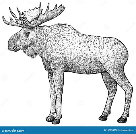 Ejemplo De Los Alces Dibujo Grabado Tinta L Nea Arte Vector