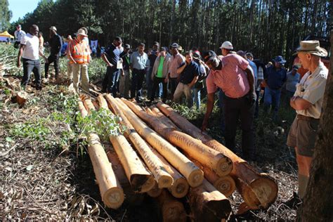 Focus On Forestry Is Back Sa Forestry Online