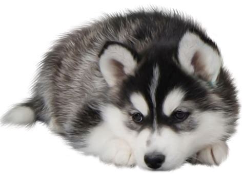 Cute Husky Png Image