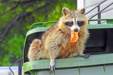 How to Raccoon-Proof Your Garbage Can - Pest Control Burlington