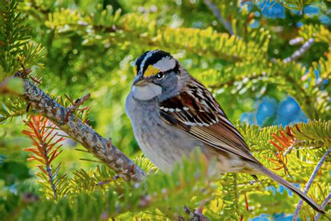 Braunt Jaune Dans Un Sapin Marie Josee Chiasson Flickr