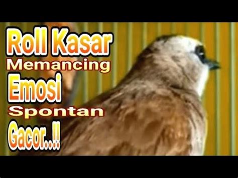 Suara Trucukan Gacor Roll Kasar Ampuh Jadikan Burung Trucuk Gacor Emosi