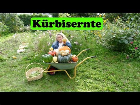 Kürbisse ernten und lagern YouTube