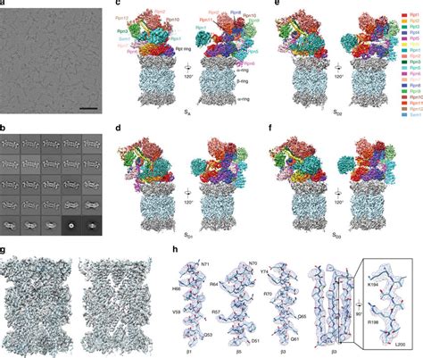 Cryo Em Structure Determination Of The Atp S Bound Human Proteasome