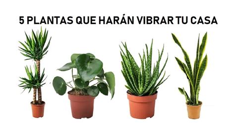 Plantas Que Provocar N Una Explosi N De Energ A Positiva En Tu Hogar