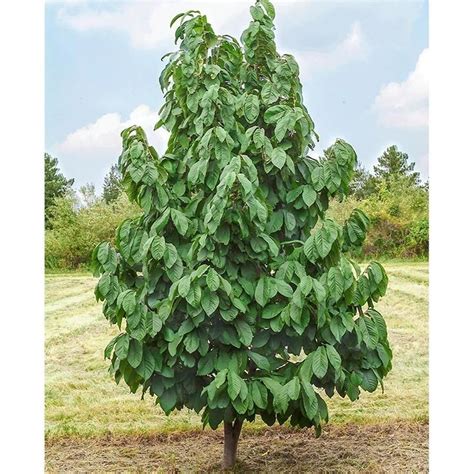 Gardens Alive Paw Paw Asimina Fruit Tree Bare Root In 2021