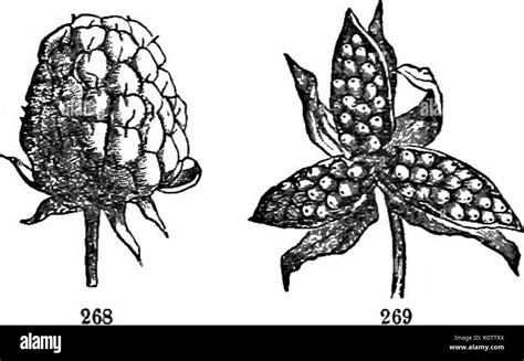 Hojas Y Flores O Lecciones De Nica Con Una Flora Preparado