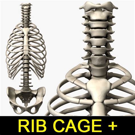 3d Model Vertebra Atlas