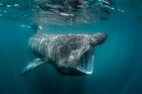 basking shark feed in ireland_south_west_cork | George Karbus Photography