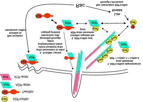 Model Showing How ADF Cofilin And Twinfilin Cooperate To Regulate Actin