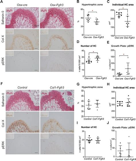 Fgfr3 Activation In Immature Obs And Hypertrophic Ccs Leads To Growth